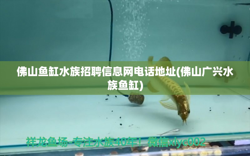 佛山魚缸水族招聘信息網(wǎng)電話地址(佛山廣興水族魚缸) 祥龍超血紅龍魚