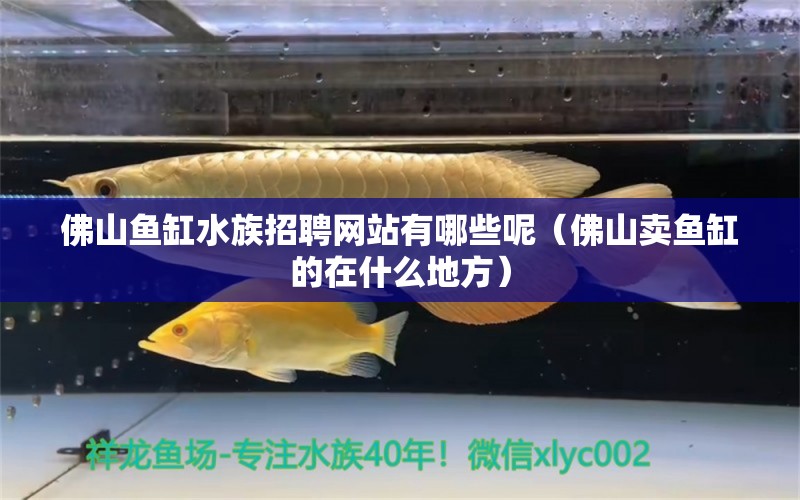 佛山魚缸水族招聘網(wǎng)站有哪些呢（佛山賣魚缸的在什么地方） 元寶鳳凰魚