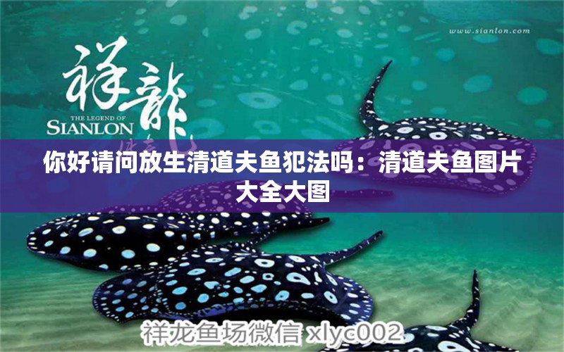 你好請(qǐng)問放生清道夫魚犯法嗎：清道夫魚圖片大全大圖