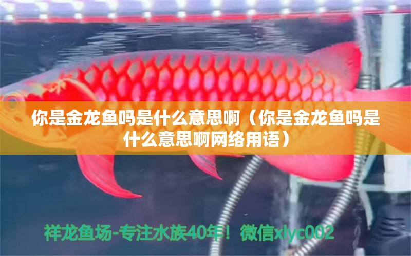 你是金龍魚嗎是什么意思?。闶墙瘕堲~嗎是什么意思啊網(wǎng)絡(luò)用語） 廣州龍魚批發(fā)市場