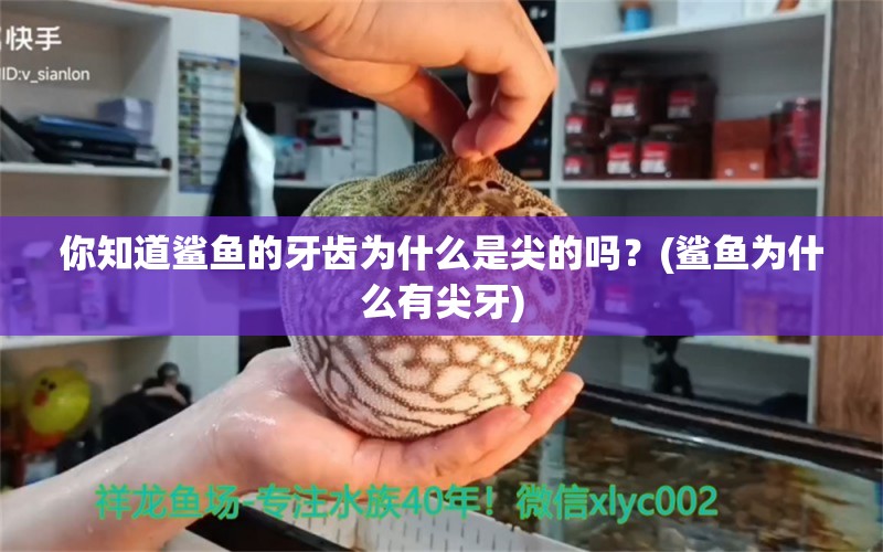 你知道鯊魚的牙齒為什么是尖的嗎？(鯊魚為什么有尖牙) 帝王迷宮魚