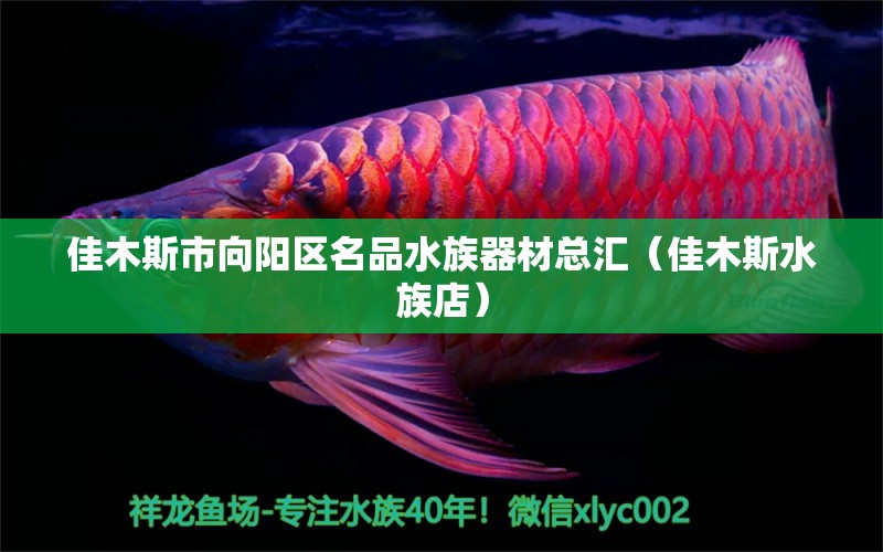 佳木斯市向陽區(qū)名品水族器材總匯（佳木斯水族店）