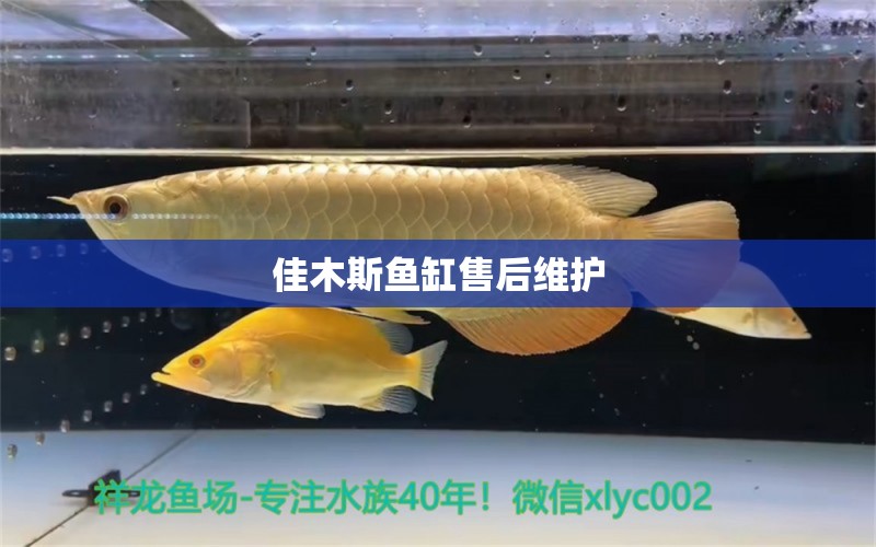 佳木斯魚(yú)缸售后維護(hù) 彩鰈魚(yú)缸（彩蝶魚(yú)缸）