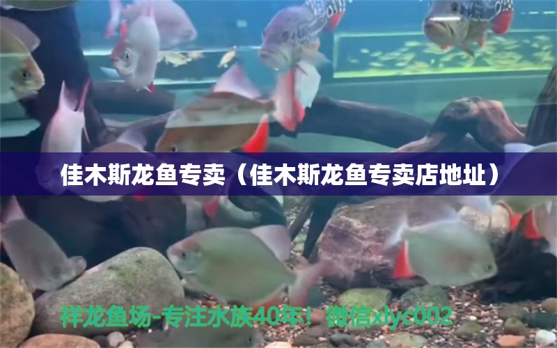 佳木斯龍魚專賣（佳木斯龍魚專賣店地址）