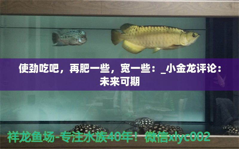 使勁吃吧，再肥一些，寬一些：_小金龍?jiān)u論：未來可期 觀賞魚論壇 第2張