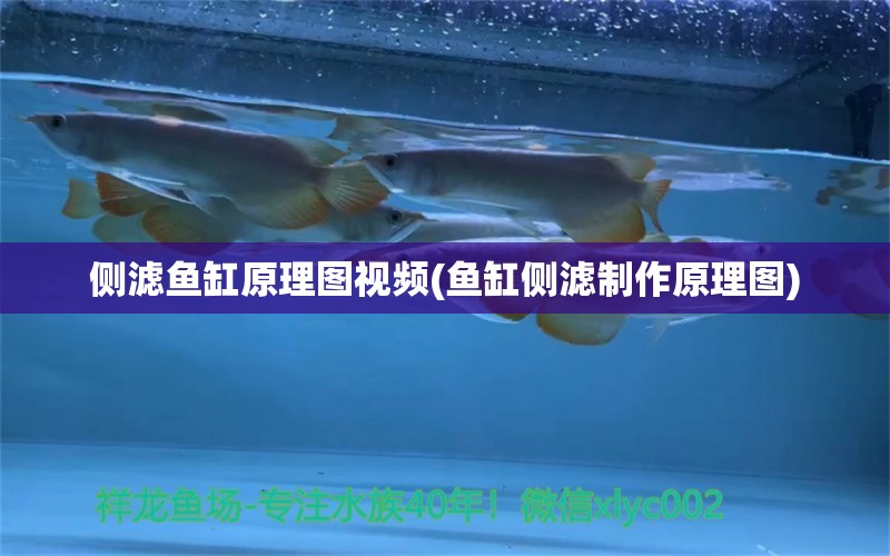 側(cè)濾魚缸原理圖視頻(魚缸側(cè)濾制作原理圖) 野彩魚 第1張