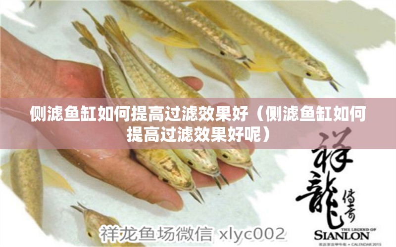 側(cè)濾魚缸如何提高過濾效果好（側(cè)濾魚缸如何提高過濾效果好呢）