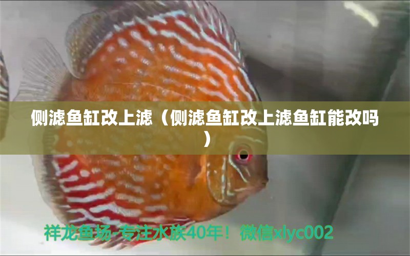 側(cè)濾魚(yú)缸改上濾（側(cè)濾魚(yú)缸改上濾魚(yú)缸能改嗎） 巴卡雷龍魚(yú)