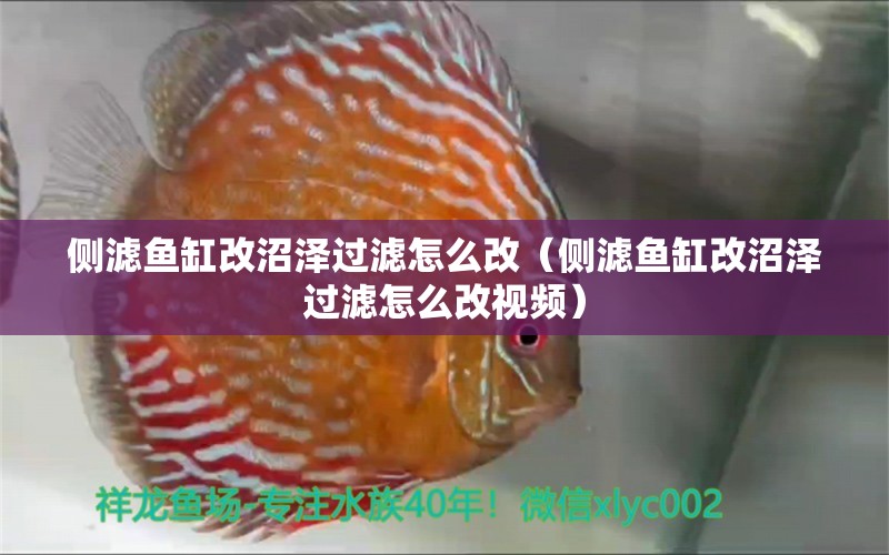 側(cè)濾魚缸改沼澤過濾怎么改（側(cè)濾魚缸改沼澤過濾怎么改視頻）