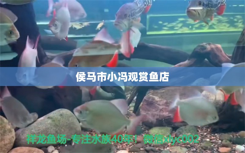 侯馬市小馮觀賞魚店 全國水族館企業(yè)名錄