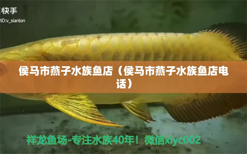 侯馬市燕子水族魚(yú)店（侯馬市燕子水族魚(yú)店電話(huà)）