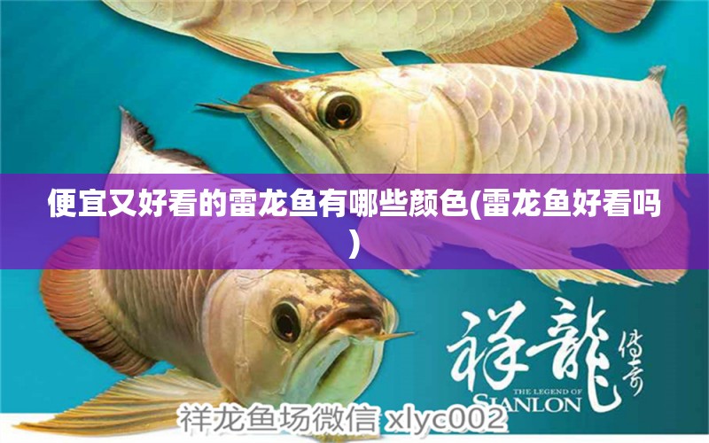 便宜又好看的雷龍魚有哪些顏色(雷龍魚好看嗎) 撒旦鴨嘴魚