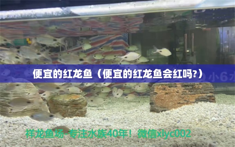 便宜的紅龍魚(yú)（便宜的紅龍魚(yú)會(huì)紅嗎?） 印尼紅龍魚(yú)