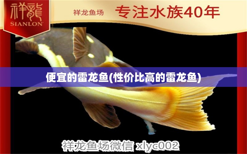 便宜的雷龍魚(性價比高的雷龍魚) 廣州水族批發(fā)市場