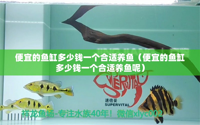 便宜的魚(yú)缸多少錢(qián)一個(gè)合適養(yǎng)魚(yú)（便宜的魚(yú)缸多少錢(qián)一個(gè)合適養(yǎng)魚(yú)呢） 祥龍水族醫(yī)院