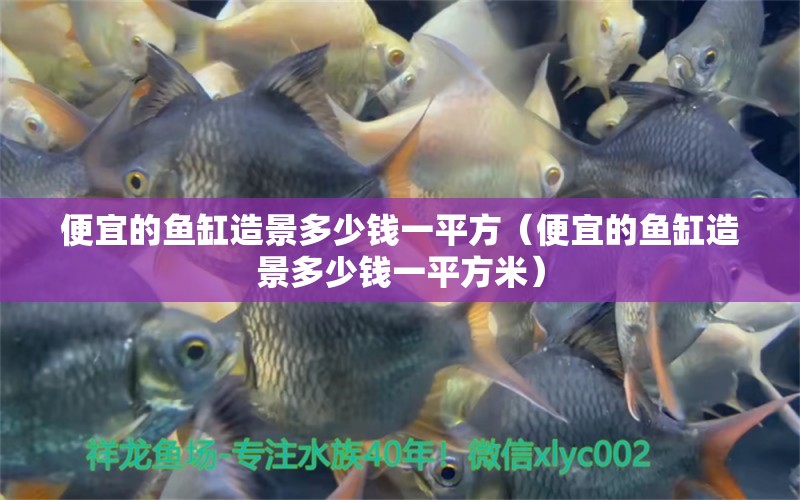 便宜的魚缸造景多少錢一平方（便宜的魚缸造景多少錢一平方米） 觀賞魚市場（混養(yǎng)魚）