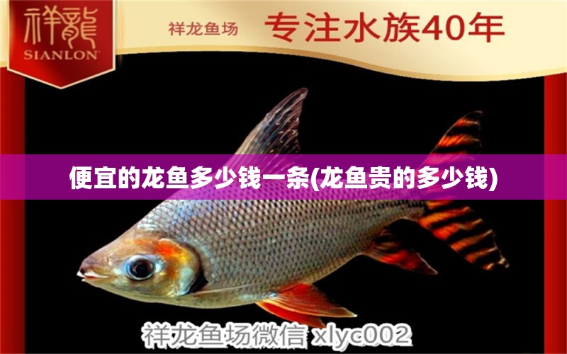 便宜的龍魚多少錢一條(龍魚貴的多少錢)