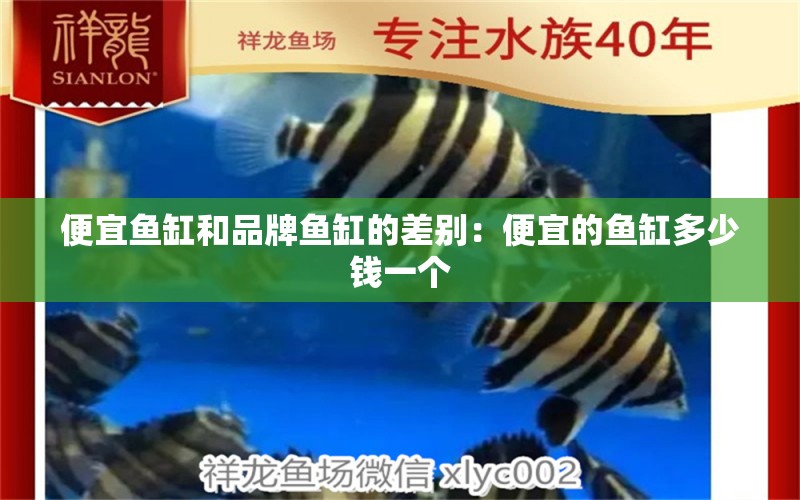 便宜魚缸和品牌魚缸的差別：便宜的魚缸多少錢一個