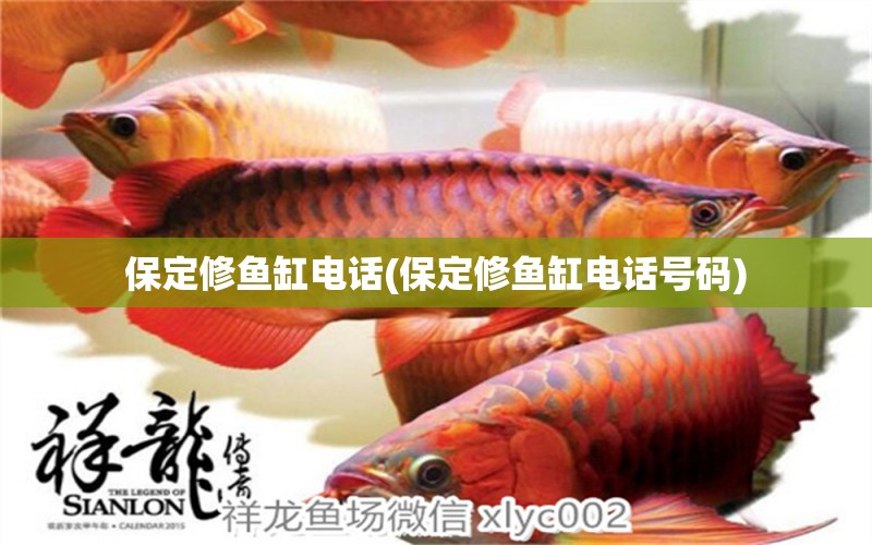 保定修魚缸電話(保定修魚缸電話號碼) 魚缸凈水劑 第2張