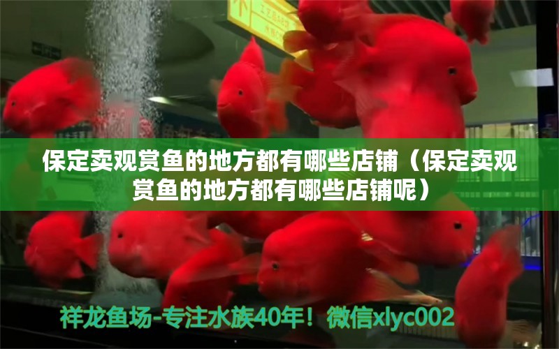 保定賣觀賞魚的地方都有哪些店鋪（保定賣觀賞魚的地方都有哪些店鋪呢） 觀賞魚市場（混養(yǎng)魚）