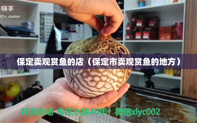 保定賣觀賞魚的店（保定市賣觀賞魚的地方） 廣州觀賞魚批發(fā)市場