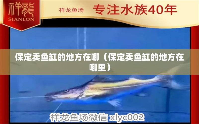 保定賣魚缸的地方在哪（保定賣魚缸的地方在哪里） 其他品牌魚缸