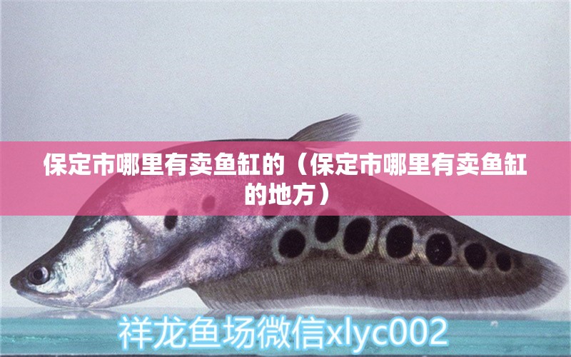 保定市哪里有賣魚缸的（保定市哪里有賣魚缸的地方） 其他品牌魚缸