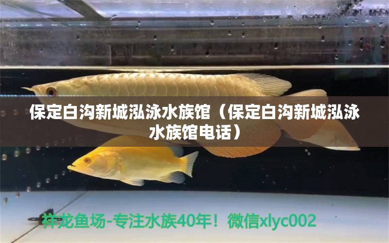 保定白溝新城泓泳水族館（保定白溝新城泓泳水族館電話） 全國水族館企業(yè)名錄