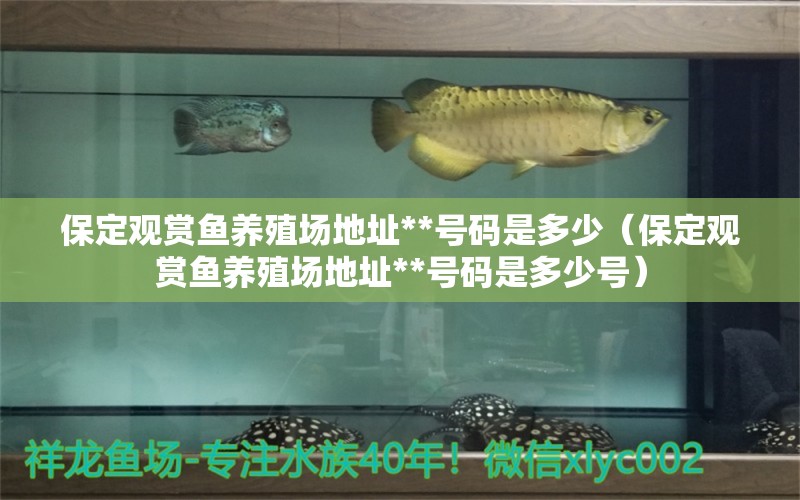 保定觀賞魚養(yǎng)殖場地址**號碼是多少（保定觀賞魚養(yǎng)殖場地址**號碼是多少號） 銀龍魚