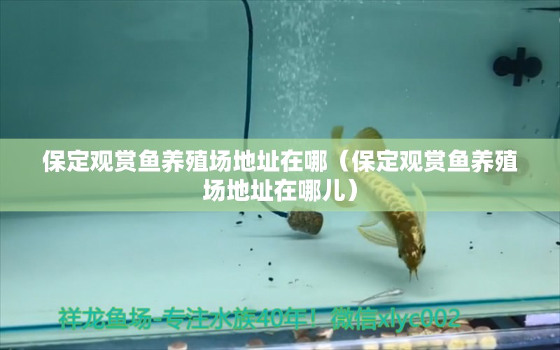 保定觀賞魚養(yǎng)殖場地址在哪（保定觀賞魚養(yǎng)殖場地址在哪兒）