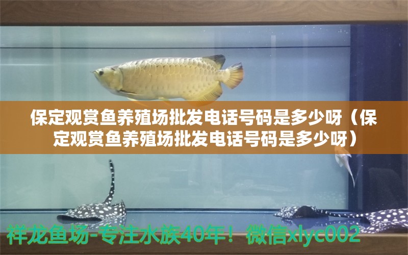 保定觀賞魚養(yǎng)殖場批發(fā)電話號碼是多少呀（保定觀賞魚養(yǎng)殖場批發(fā)電話號碼是多少呀）