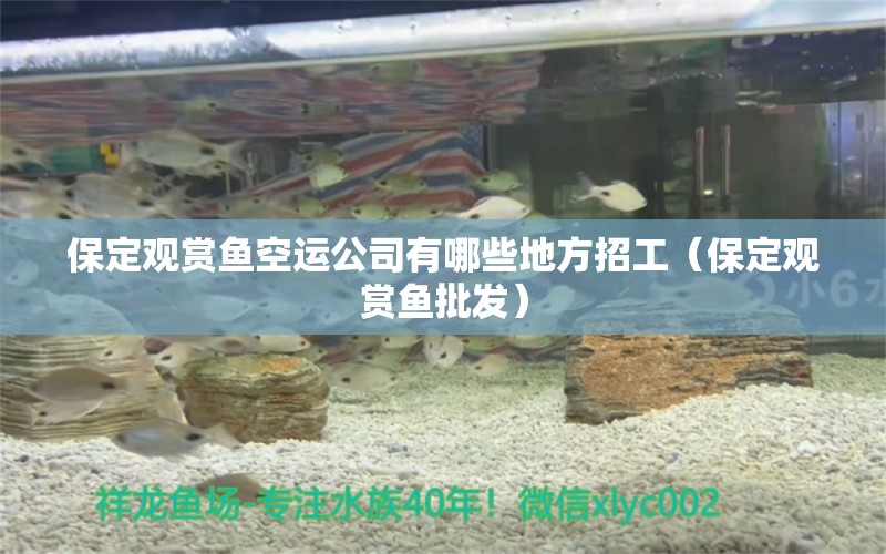 保定觀賞魚空運公司有哪些地方招工（保定觀賞魚批發(fā)）