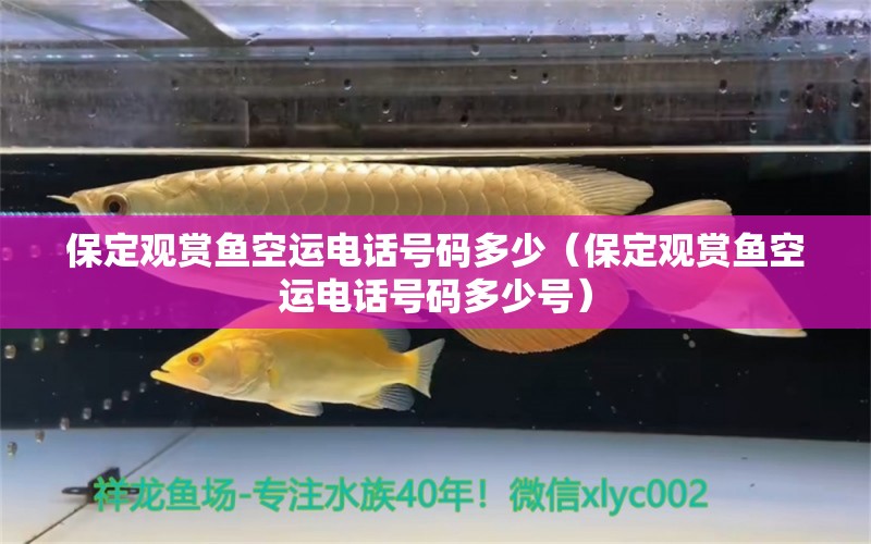 保定觀賞魚空運電話號碼多少（保定觀賞魚空運電話號碼多少號）