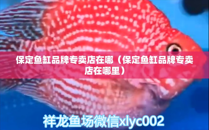 保定魚缸品牌專賣店在哪（保定魚缸品牌專賣店在哪里） 祥龍水族醫(yī)院