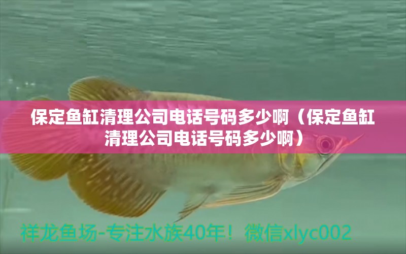 保定魚缸清理公司電話號碼多少?。ū６~缸清理公司電話號碼多少?。?觀賞魚市場（混養(yǎng)魚）