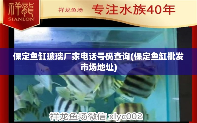 保定魚缸玻璃廠家電話號碼查詢(保定魚缸批發(fā)市場地址) 稀有紅龍品種