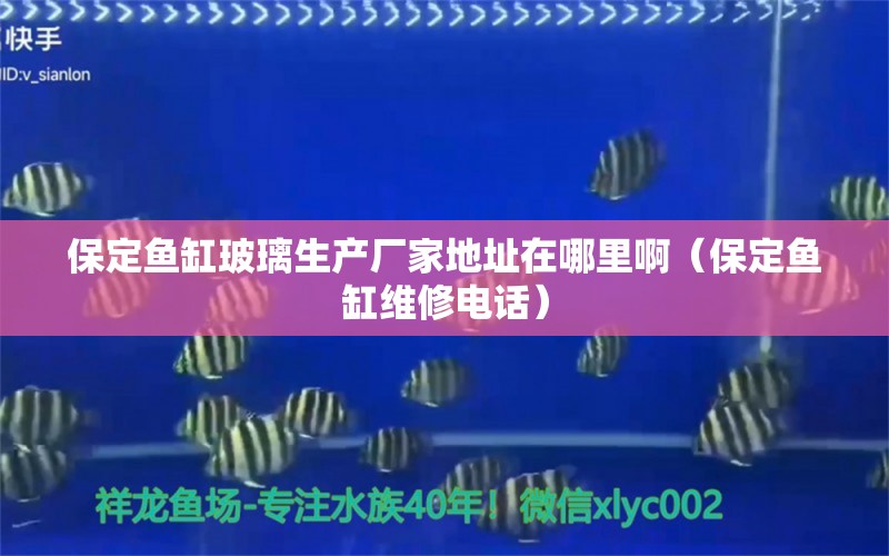 保定魚缸玻璃生產(chǎn)廠家地址在哪里?。ū６~缸維修電話） 赤焰中國虎魚