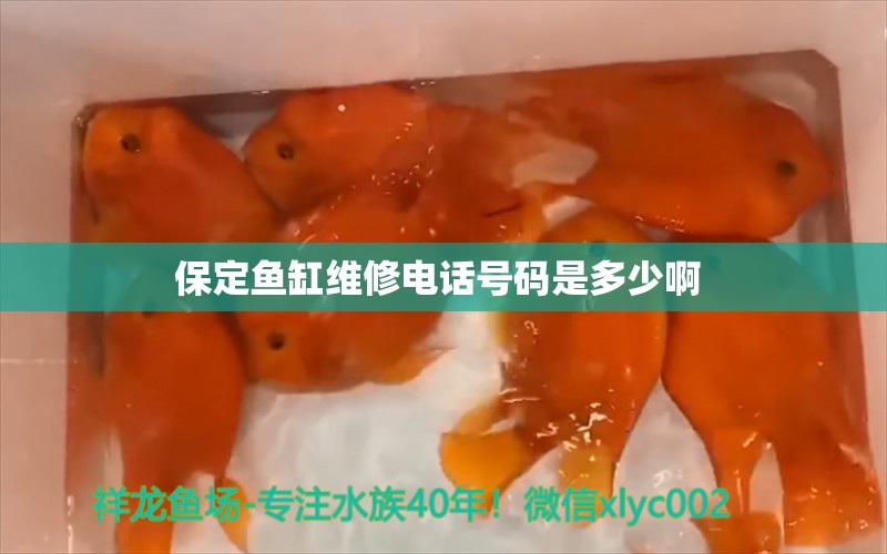 保定魚缸維修電話號碼是多少啊 