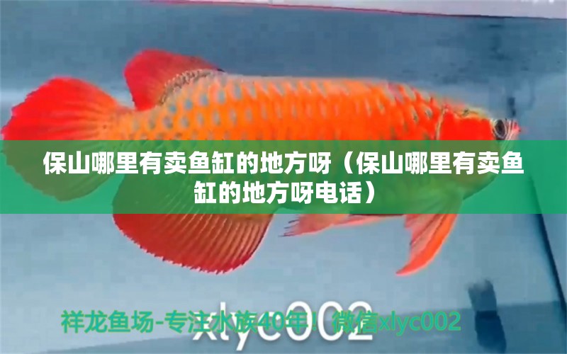 保山哪里有賣魚缸的地方呀（保山哪里有賣魚缸的地方呀電話）