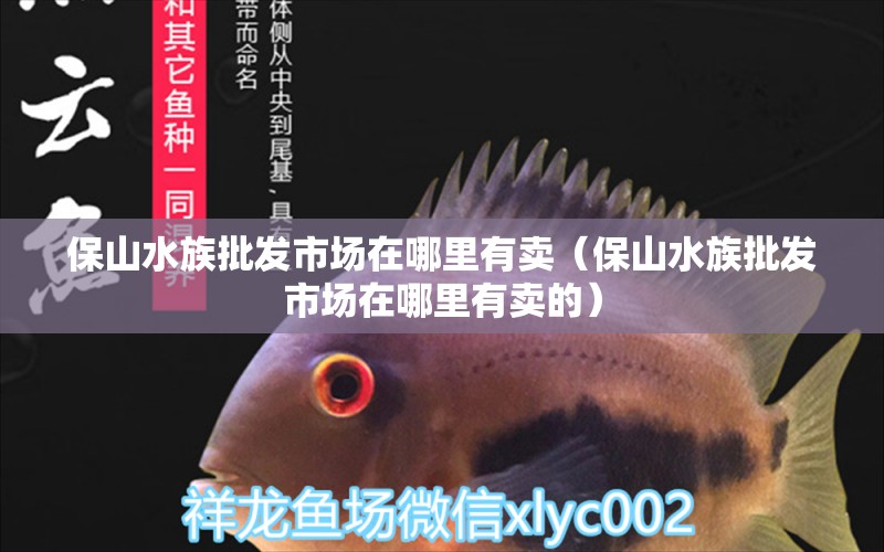 保山水族批發(fā)市場在哪里有賣（保山水族批發(fā)市場在哪里有賣的）