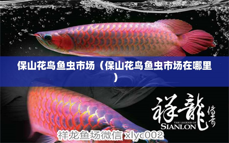 保山花鳥魚蟲市場(chǎng)（保山花鳥魚蟲市場(chǎng)在哪里）