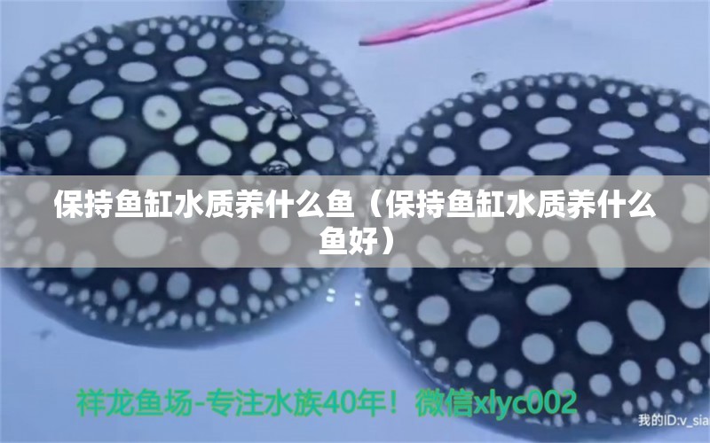 保持魚(yú)缸水質(zhì)養(yǎng)什么魚(yú)（保持魚(yú)缸水質(zhì)養(yǎng)什么魚(yú)好） 鴨嘴鯊魚(yú)