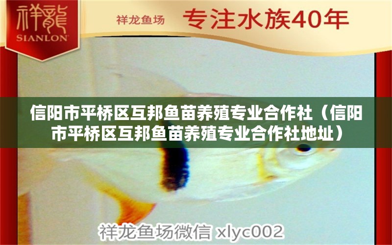 信陽市平橋區(qū)互邦魚苗養(yǎng)殖專業(yè)合作社（信陽市平橋區(qū)互邦魚苗養(yǎng)殖專業(yè)合作社地址） 全國水族館企業(yè)名錄