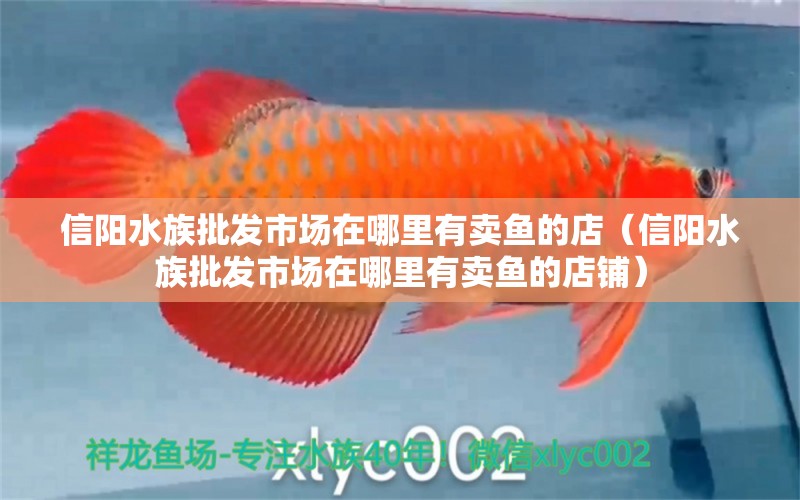 信陽水族批發(fā)市場在哪里有賣魚的店（信陽水族批發(fā)市場在哪里有賣魚的店鋪）