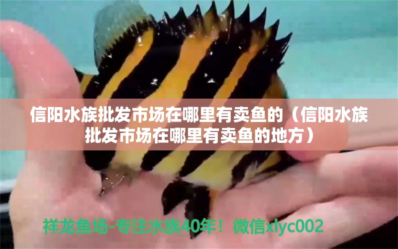 信陽(yáng)水族批發(fā)市場(chǎng)在哪里有賣魚的（信陽(yáng)水族批發(fā)市場(chǎng)在哪里有賣魚的地方）