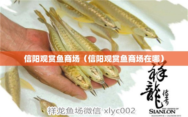 信陽觀賞魚商場（信陽觀賞魚商場在哪）