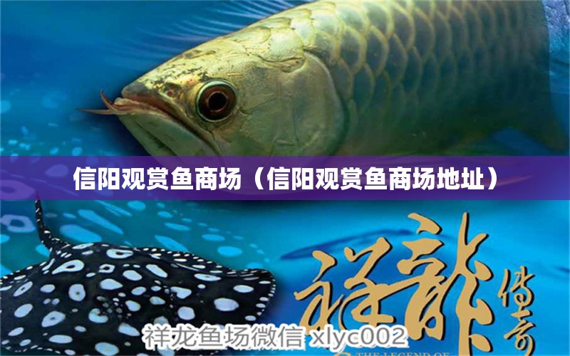 信陽觀賞魚商場（信陽觀賞魚商場地址） 觀賞魚批發(fā)