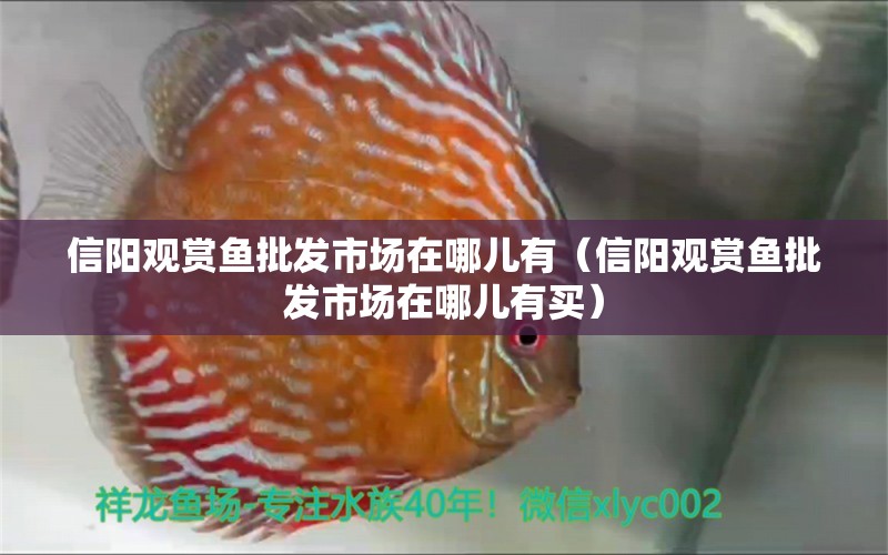 信陽(yáng)觀賞魚批發(fā)市場(chǎng)在哪兒有（信陽(yáng)觀賞魚批發(fā)市場(chǎng)在哪兒有買）