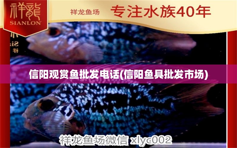 信陽觀賞魚批發(fā)電話(信陽魚具批發(fā)市場) 觀賞魚批發(fā)