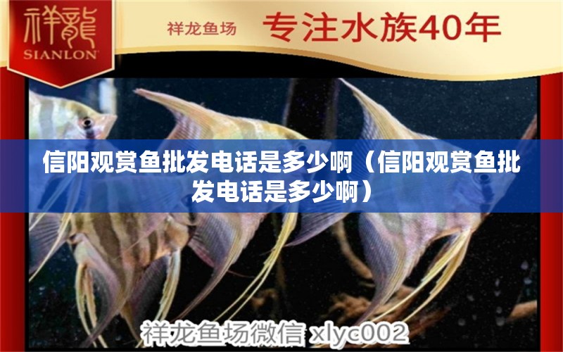 信陽(yáng)觀賞魚(yú)批發(fā)電話是多少?。ㄐ抨?yáng)觀賞魚(yú)批發(fā)電話是多少?。? title=